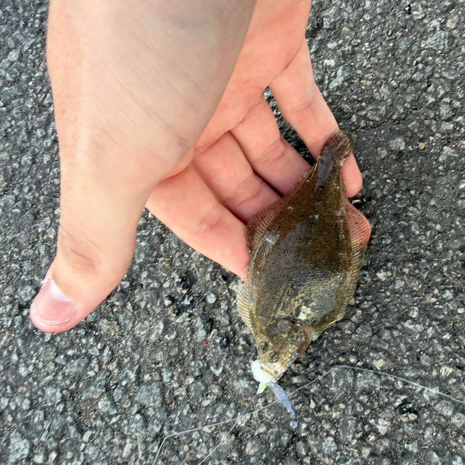 The most recent Pacific sanddab catches on Fishbrain