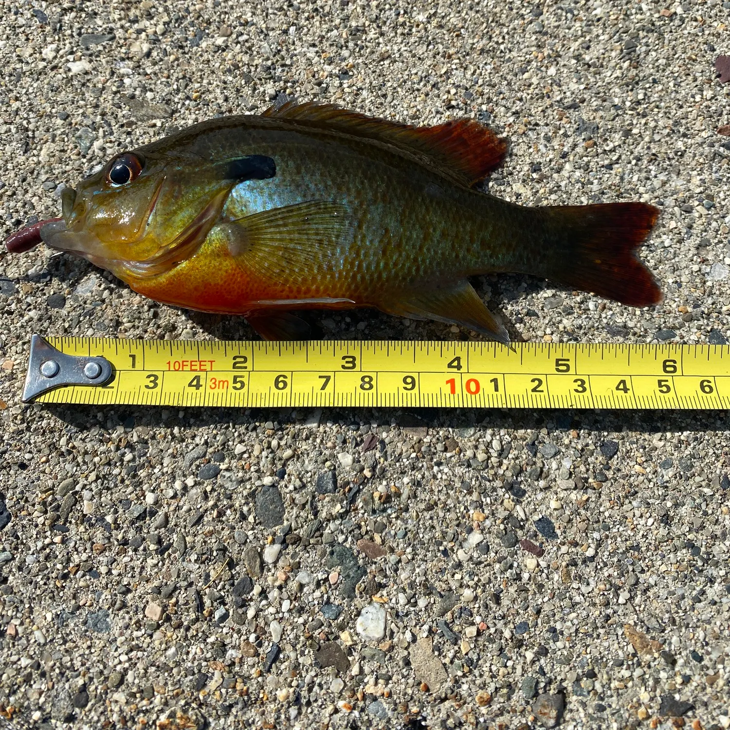 Redbreast sunfish caught on Fishbrain