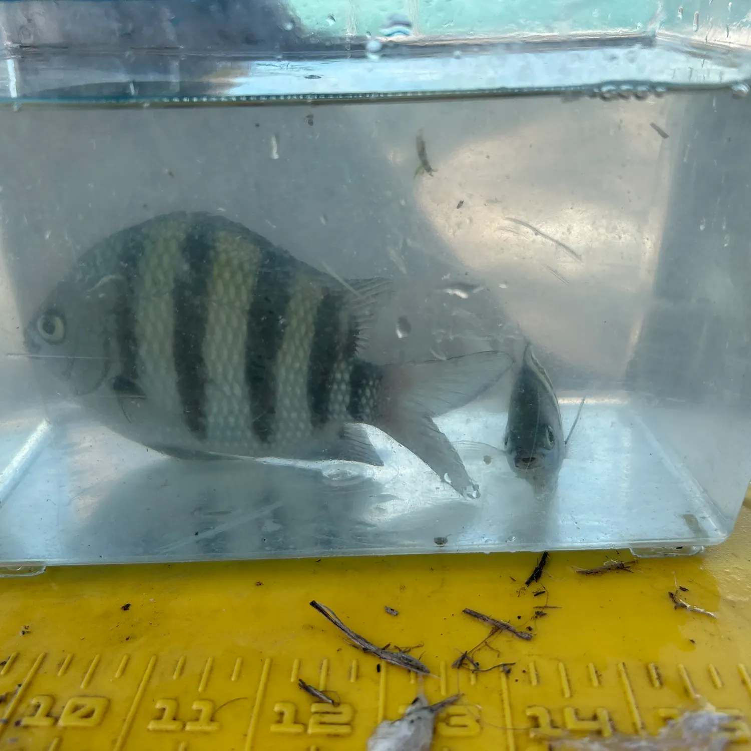 The most recent Sergeant-major catches on Fishbrain