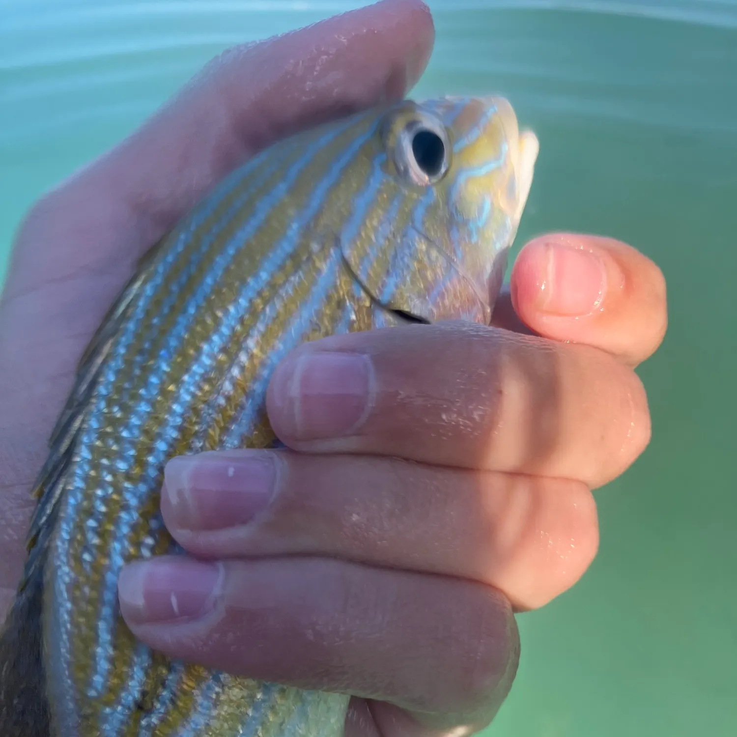 The most recent Bluestriped grunt catches on Fishbrain