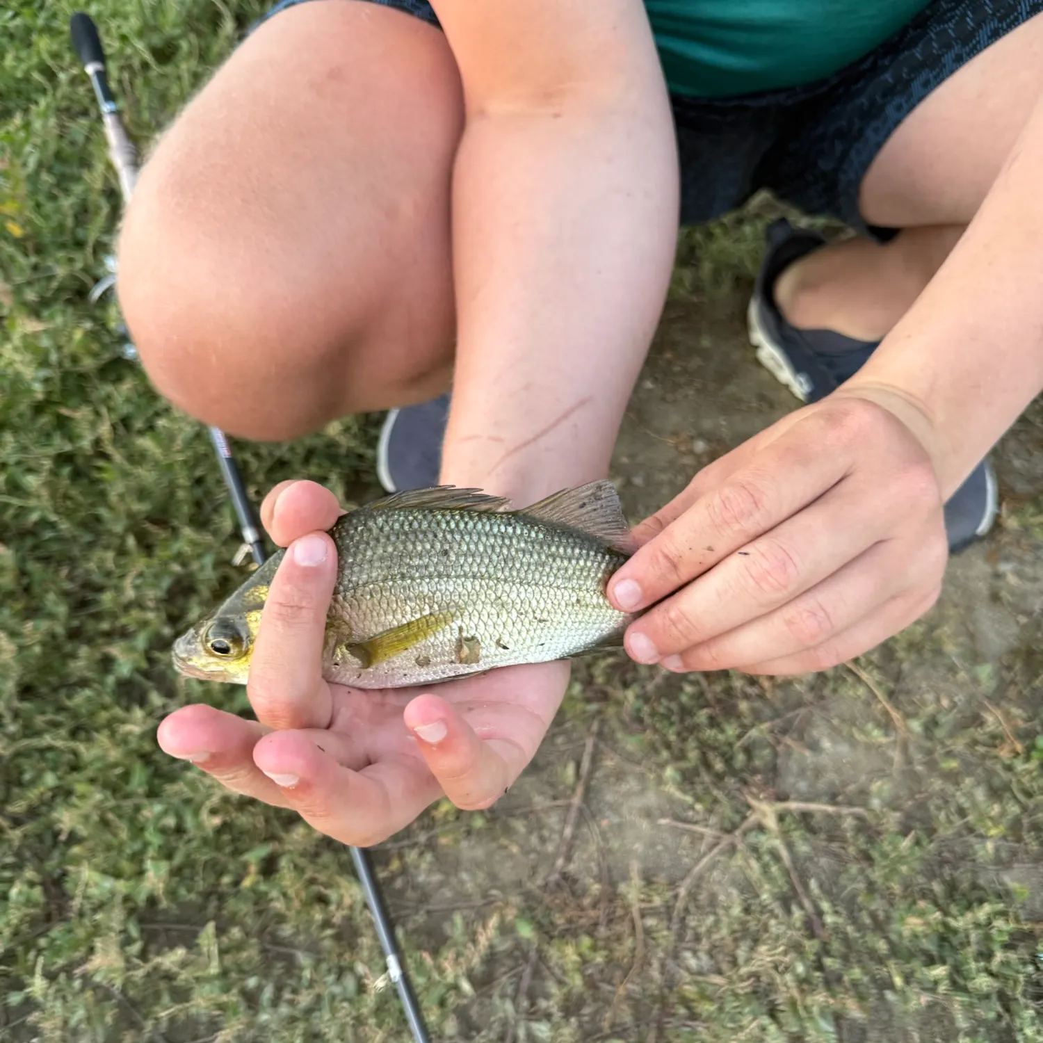 White perch caught on Fishbrain