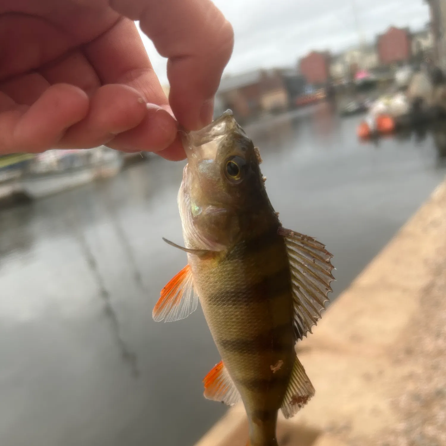 European perch caught on Fishbrain