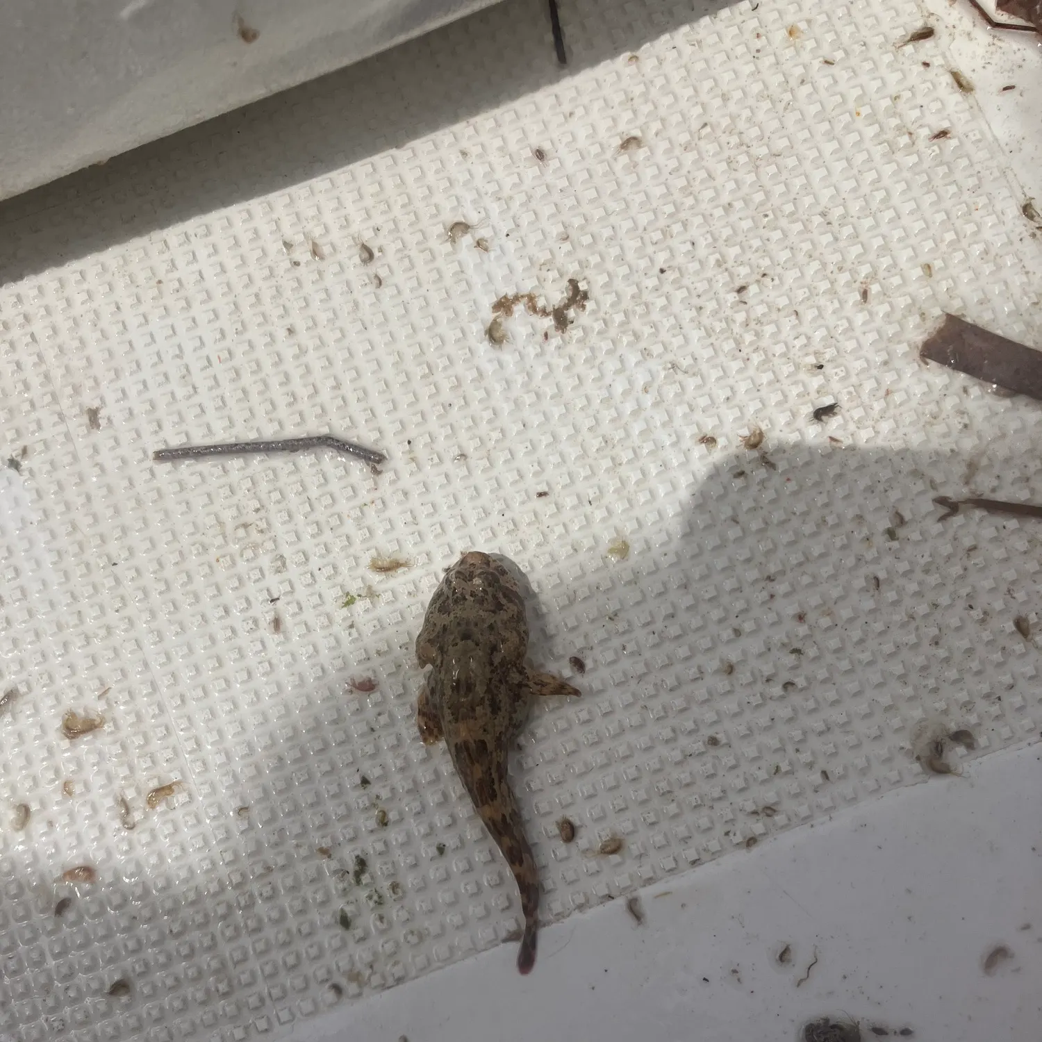 The most recent Gulf toadfish catches on Fishbrain