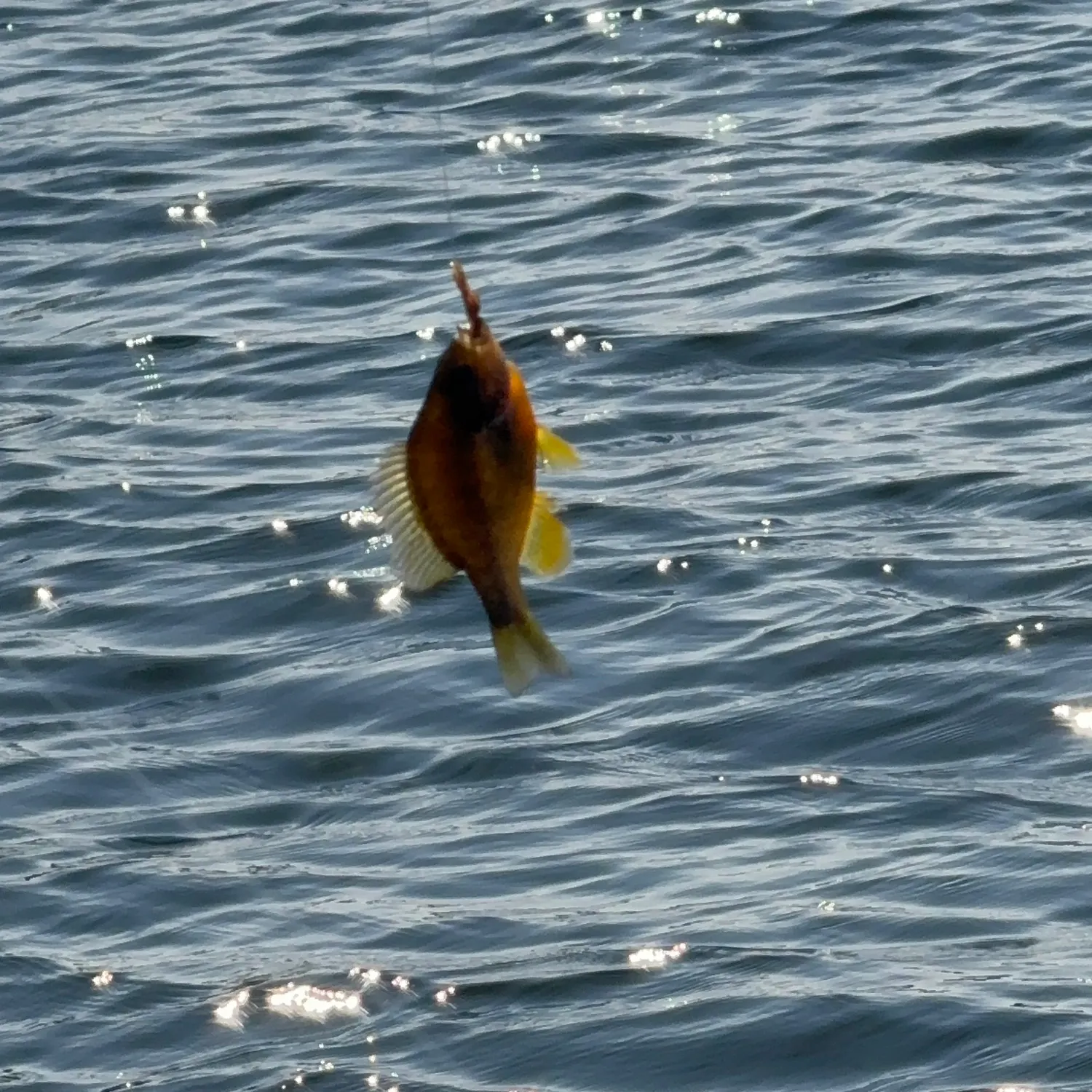 Redbreast sunfish caught on Fishbrain