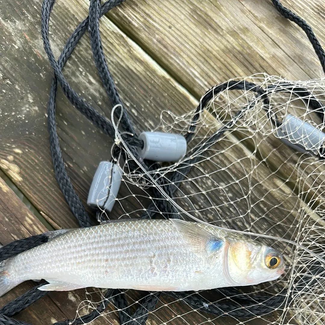 The most recent Striped mullet catches on Fishbrain