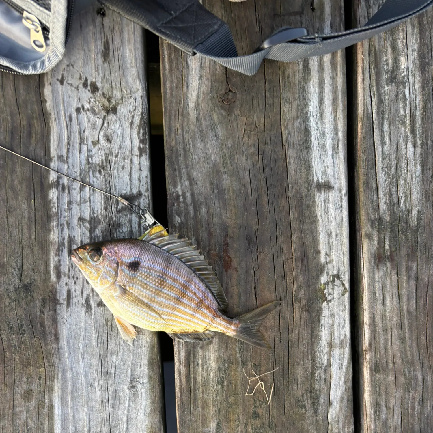 Pinfish caught on Fishbrain