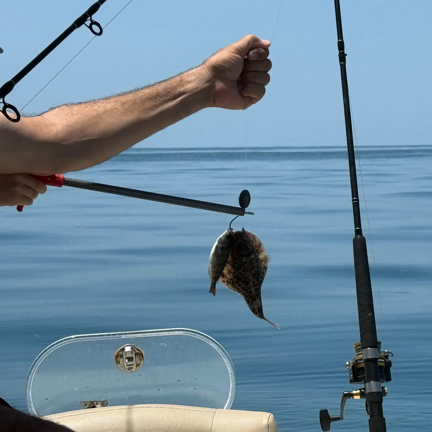 The most recent Oceanic puffer catches on Fishbrain