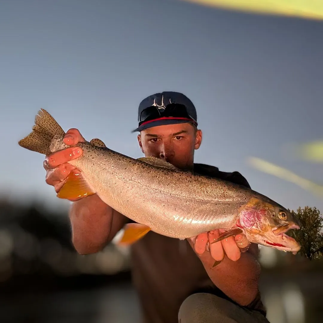 Cutthroat trout caught on Fishbrain