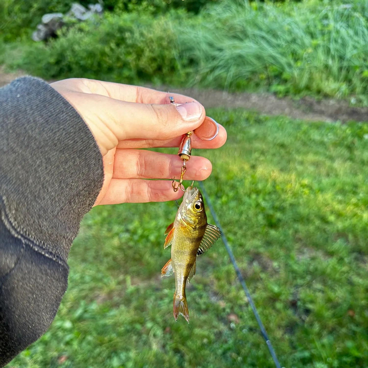 European perch caught on Fishbrain