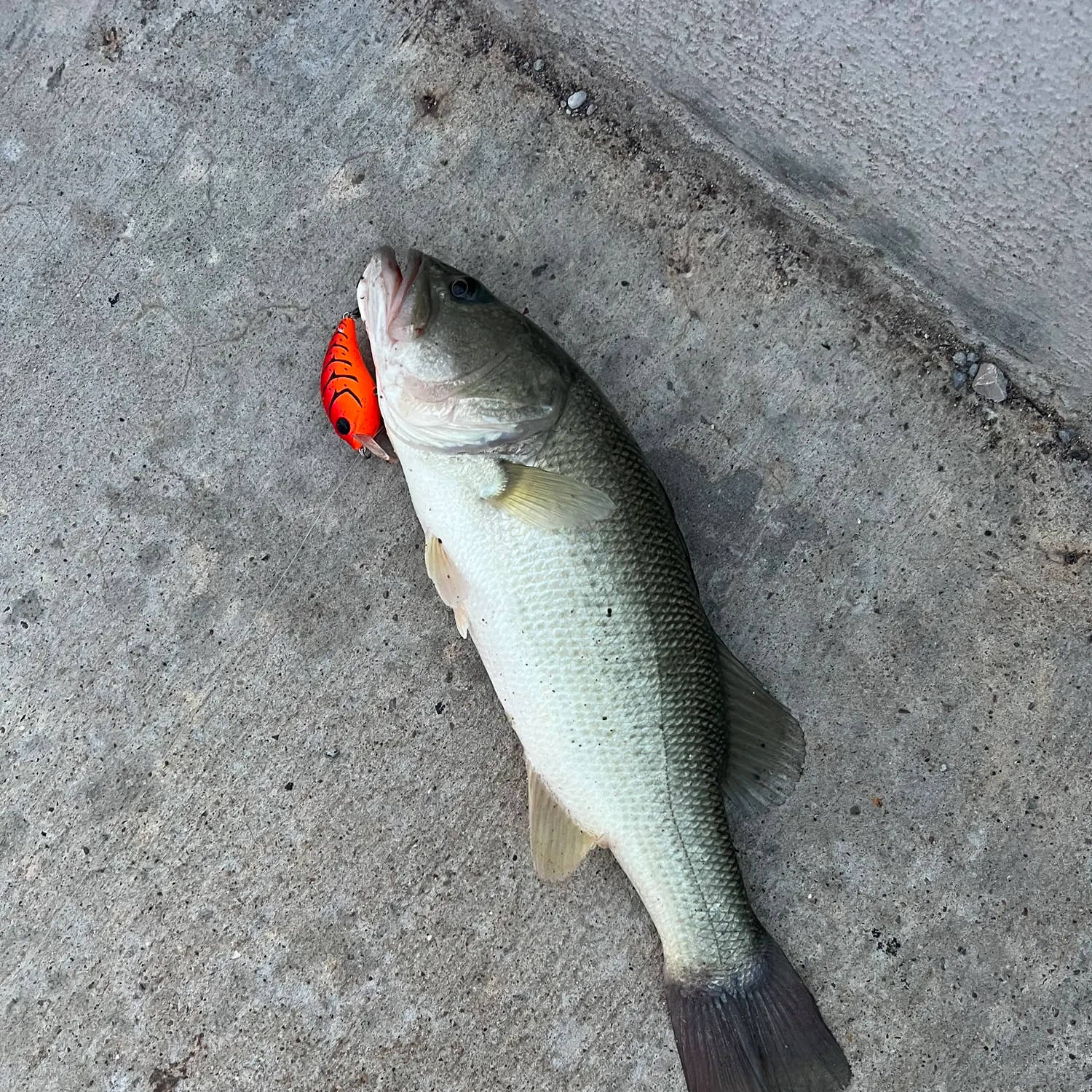 Largemouth bass caught on Fishbrain
