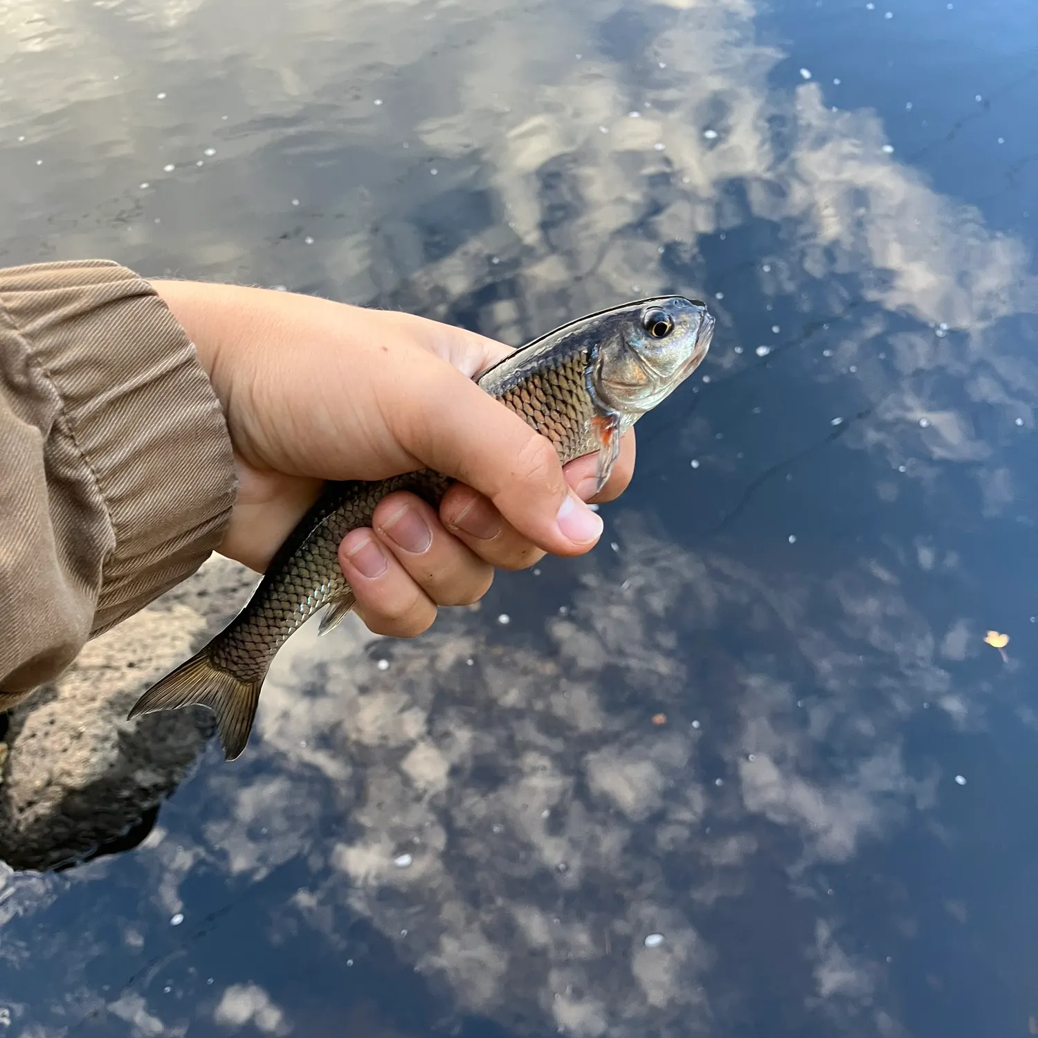 Fallfish caught on Fishbrain