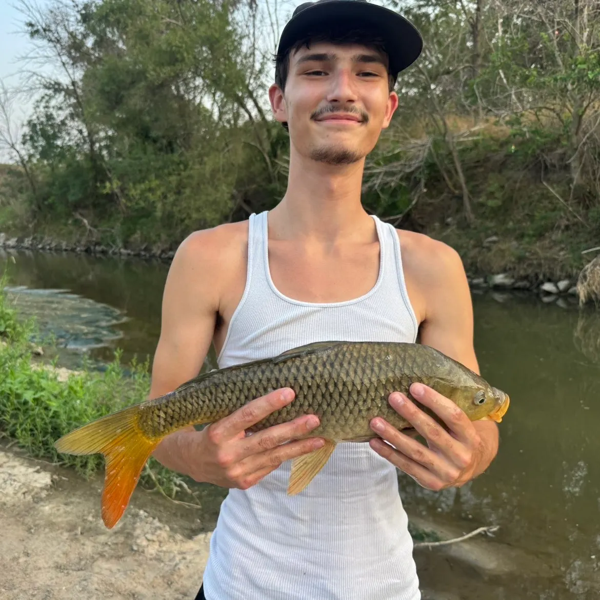 Common carp caught on Fishbrain