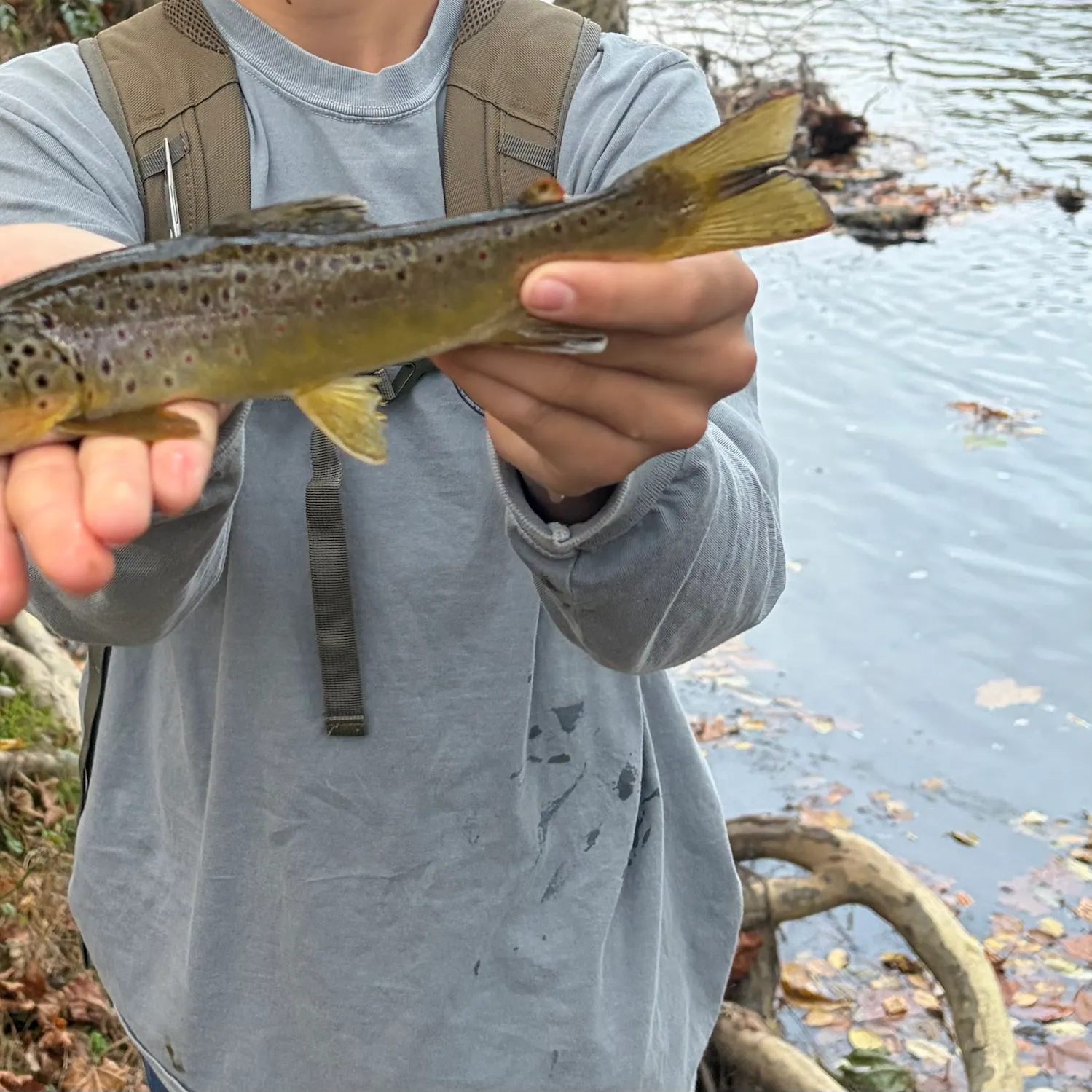 Brown trout caught on Fishbrain