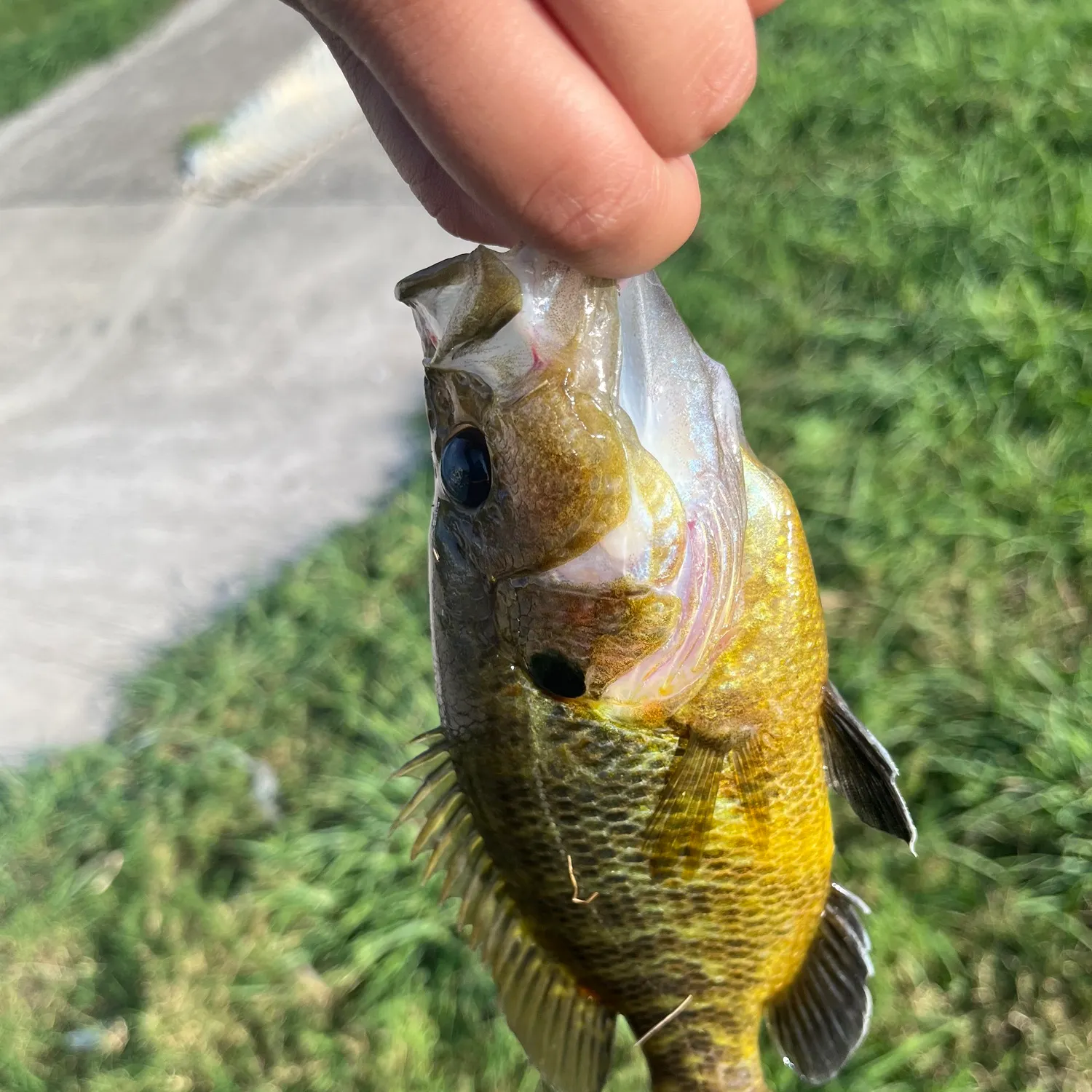 Warmouth caught on Fishbrain