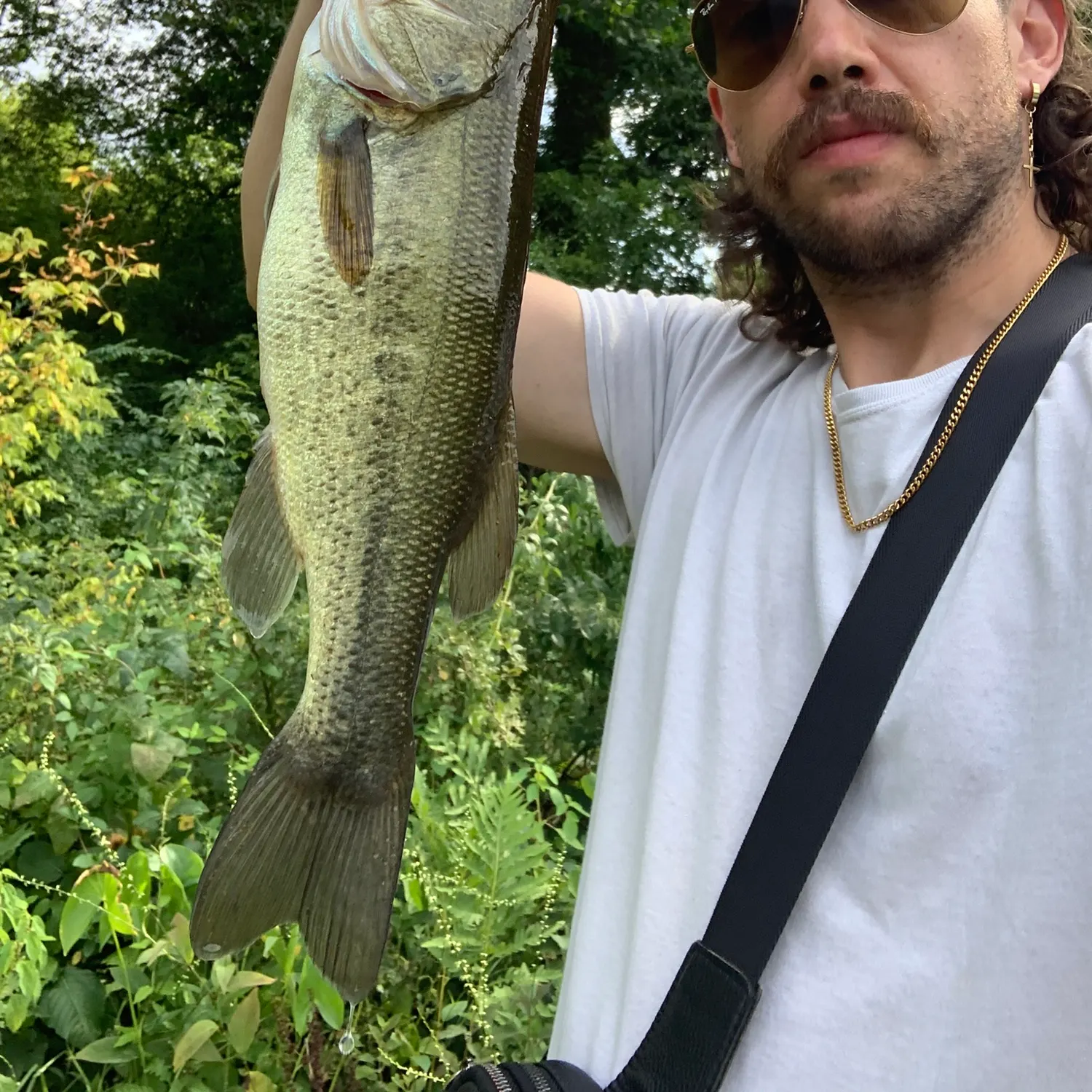 Largemouth bass caught on Fishbrain