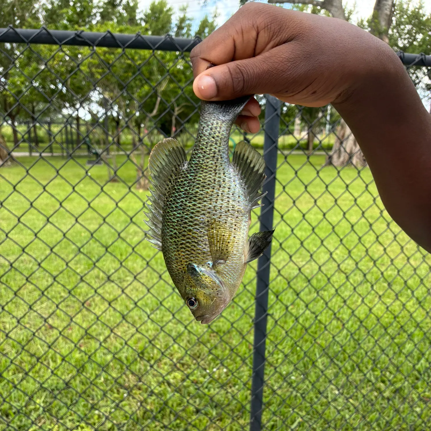 Spotted sunfish caught on Fishbrain
