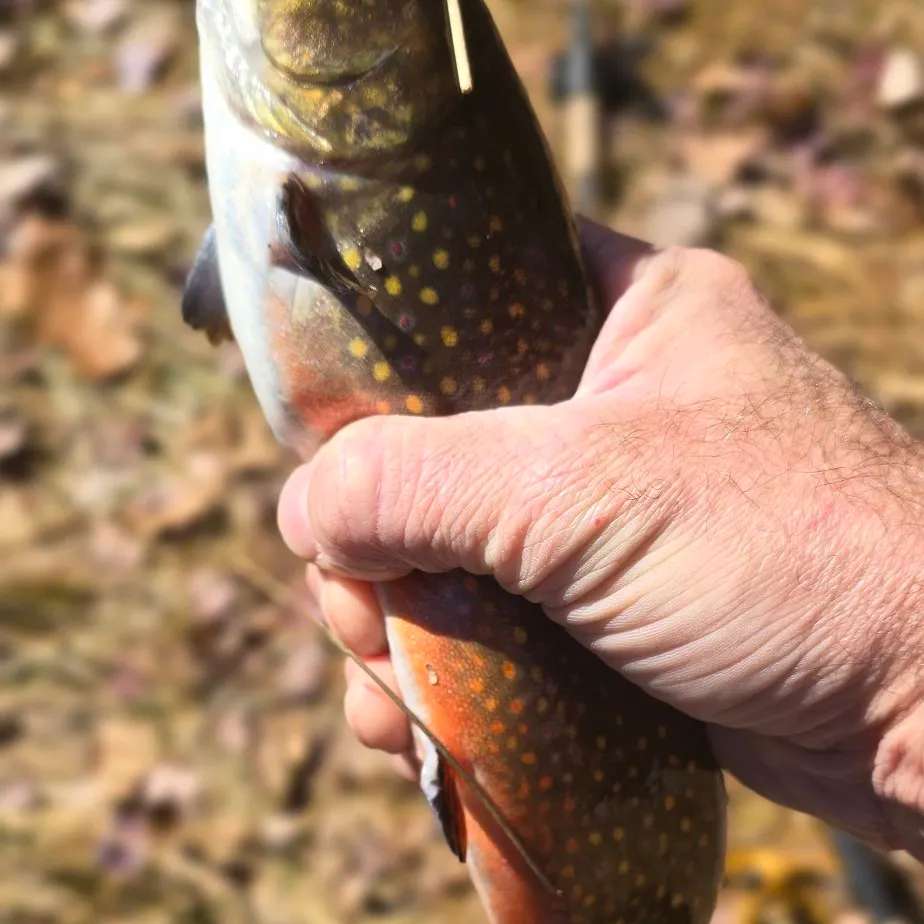 Brook trout caught on Fishbrain