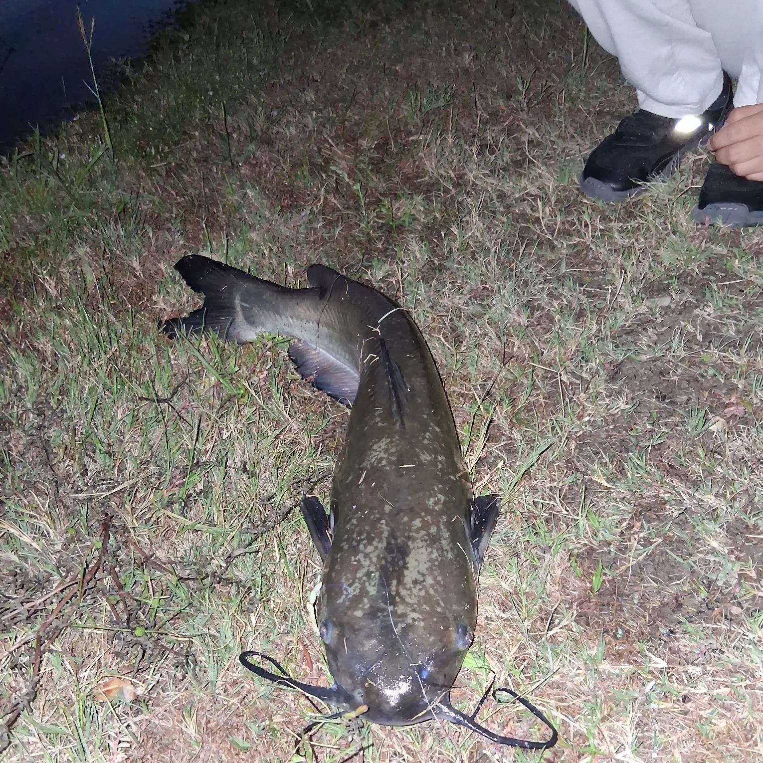 Brown bullhead caught on Fishbrain