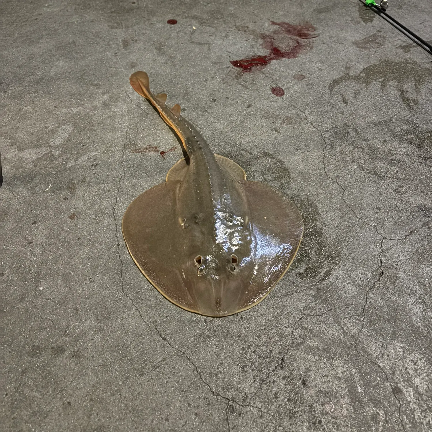 The most recent Thornback guitarfish catches on Fishbrain