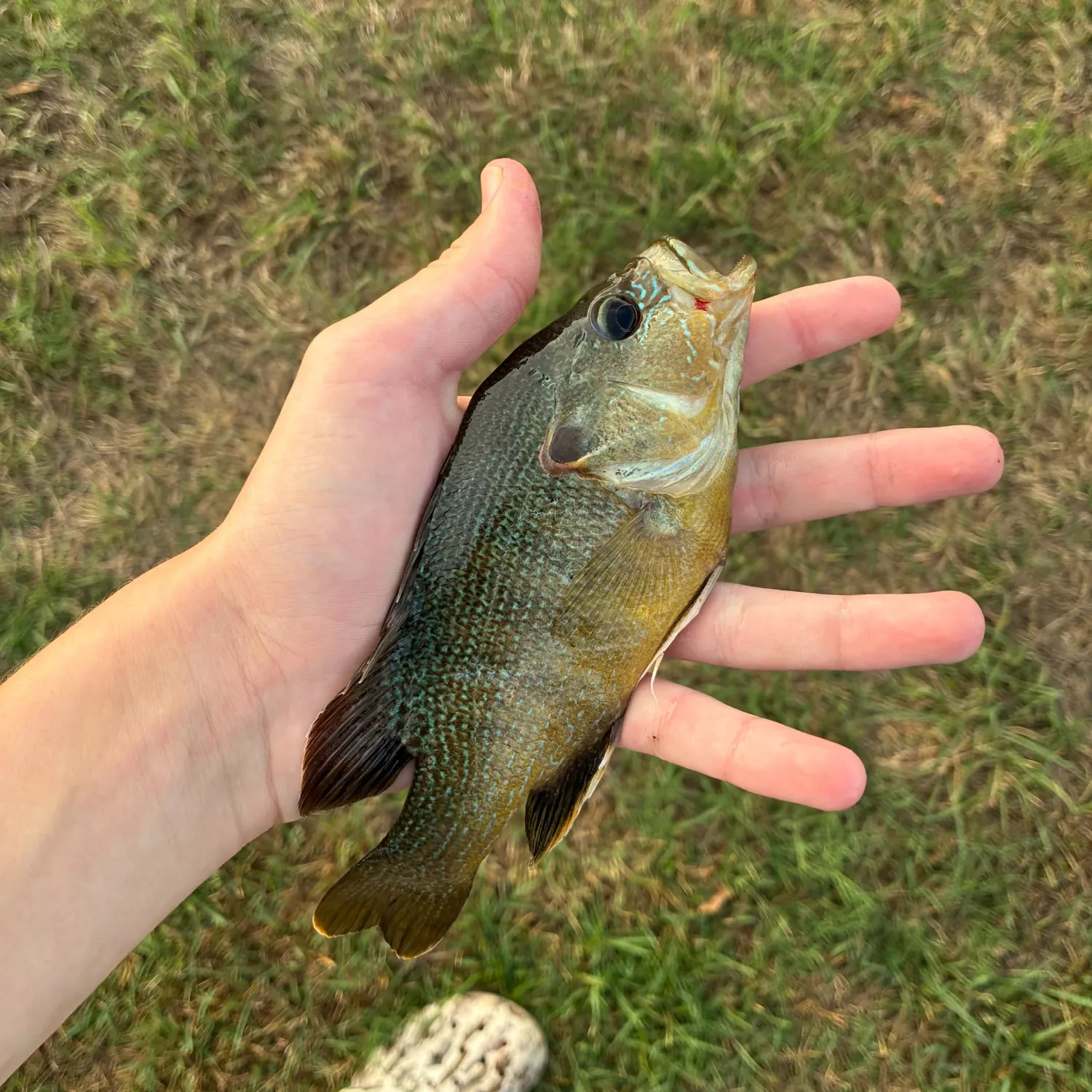 Green sunfish caught on Fishbrain