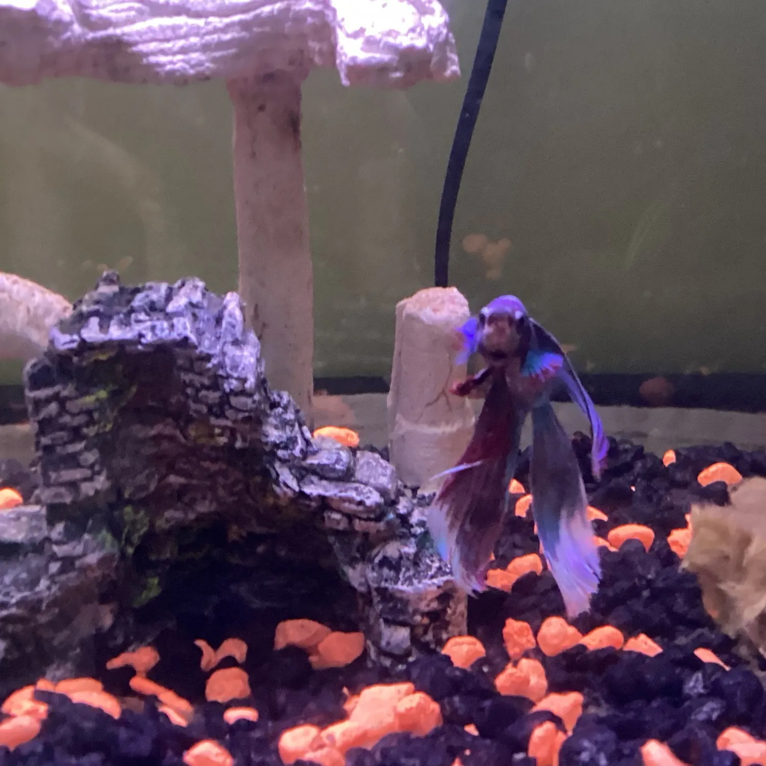 The most recent Siamese fighting fish catches on Fishbrain
