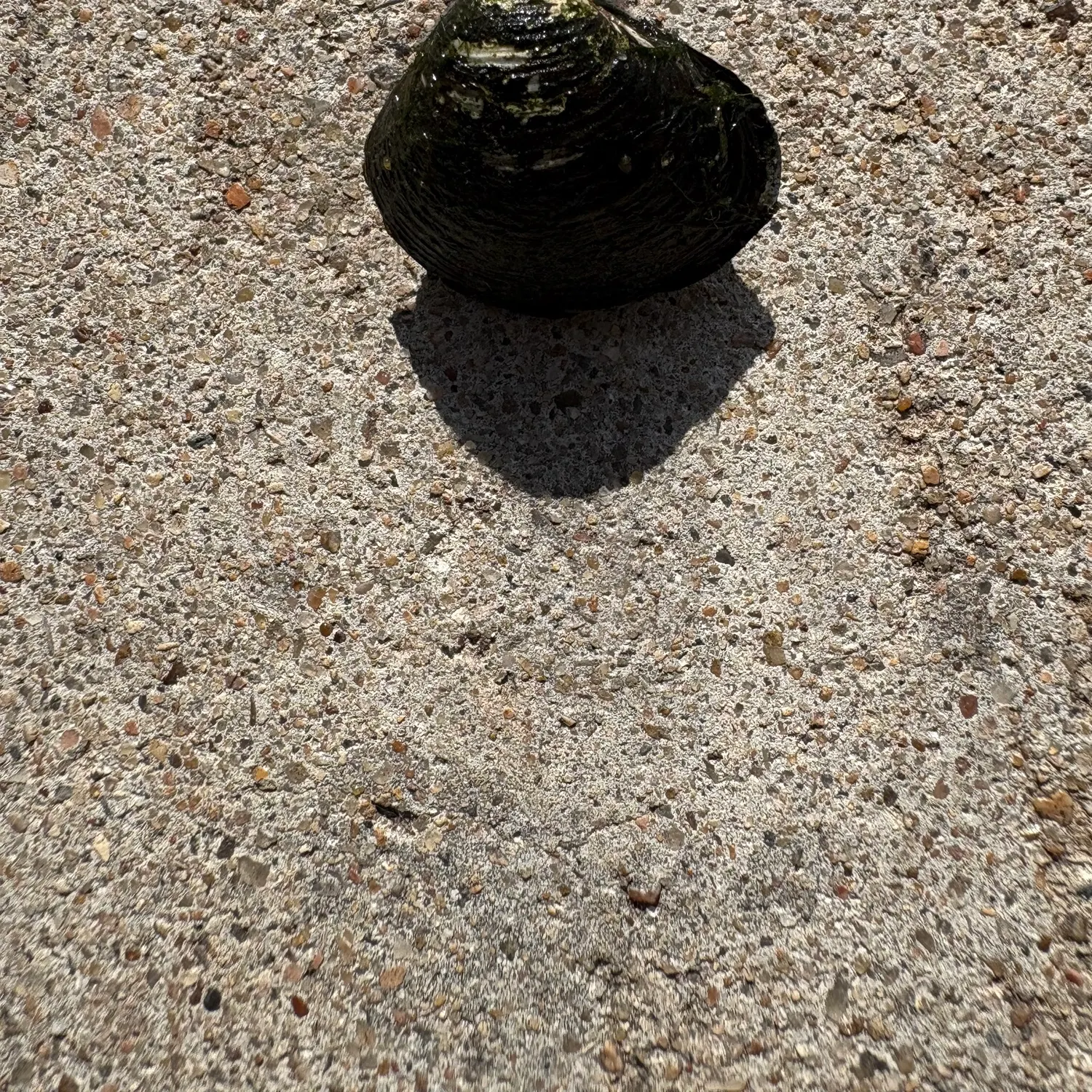 The most recent Asian clam catches on Fishbrain
