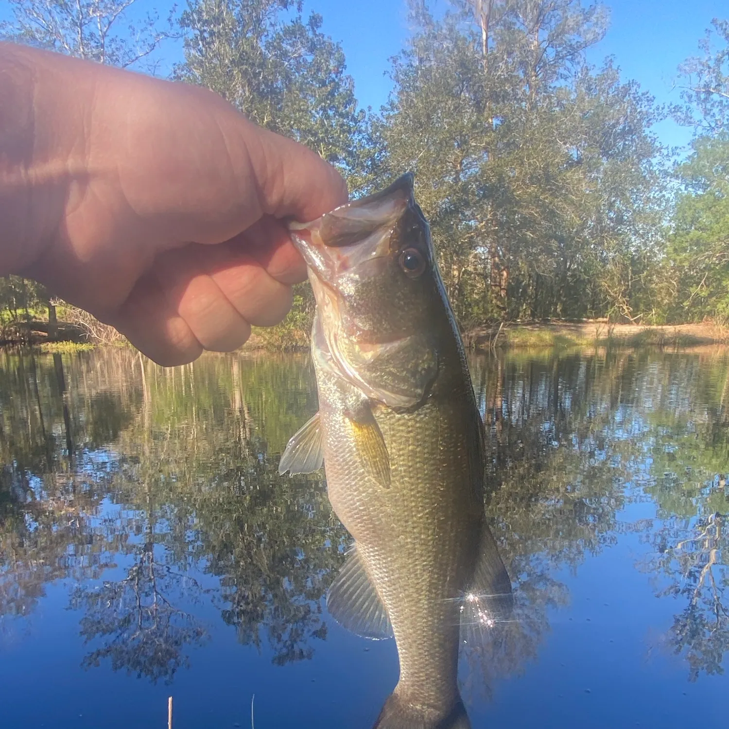 Florida bass caught on Fishbrain