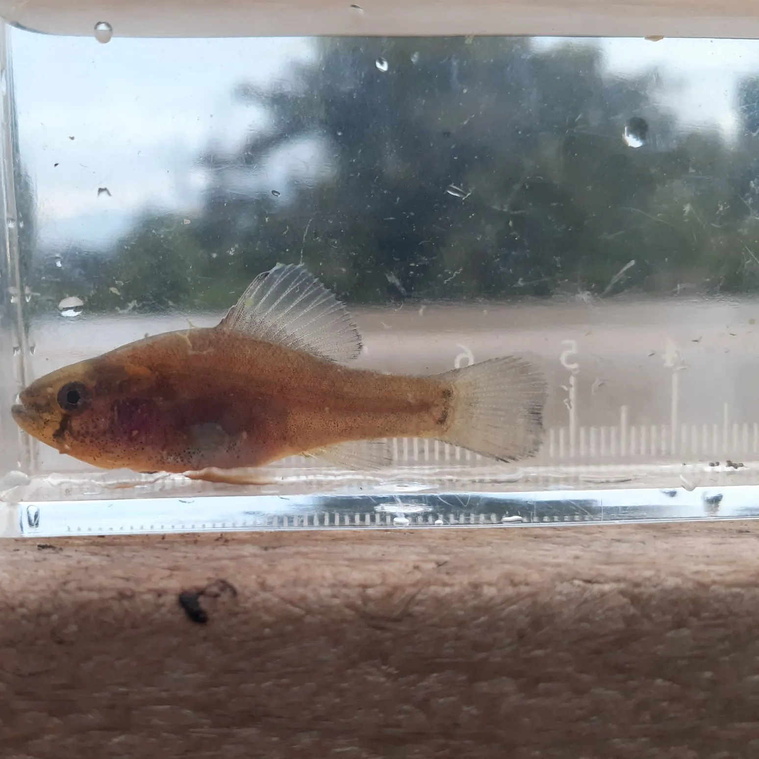The most recent Western pirate perch catches on Fishbrain
