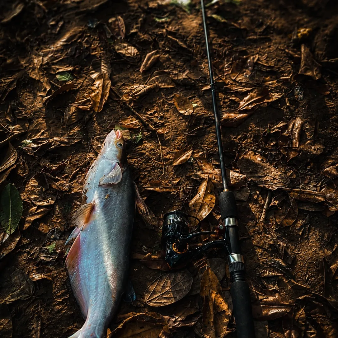 The most recent Manduba catches on Fishbrain