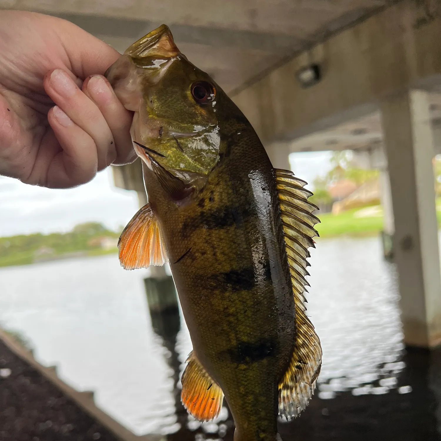 The most recent Butterfly peacock bass catches on Fishbrain