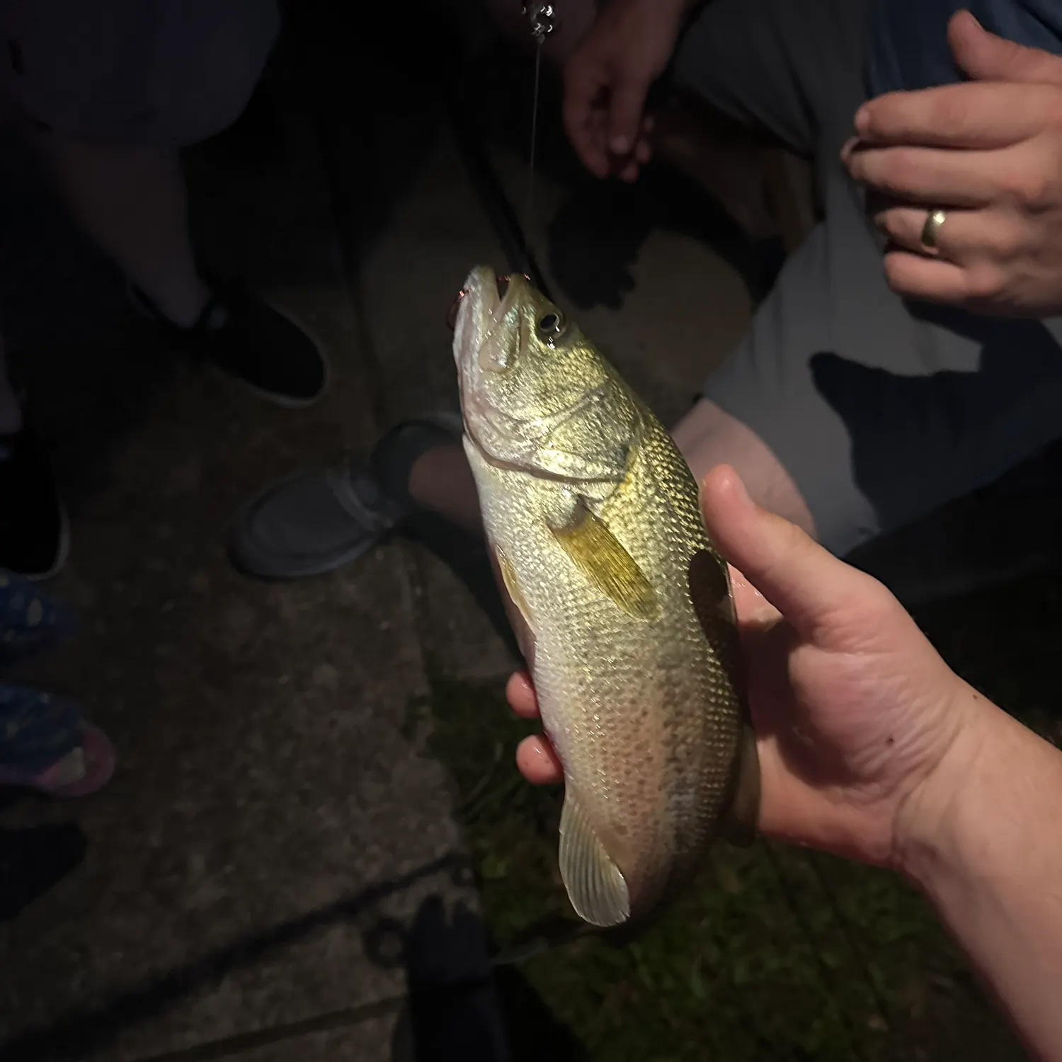 The most recent Spotted bass catches on Fishbrain