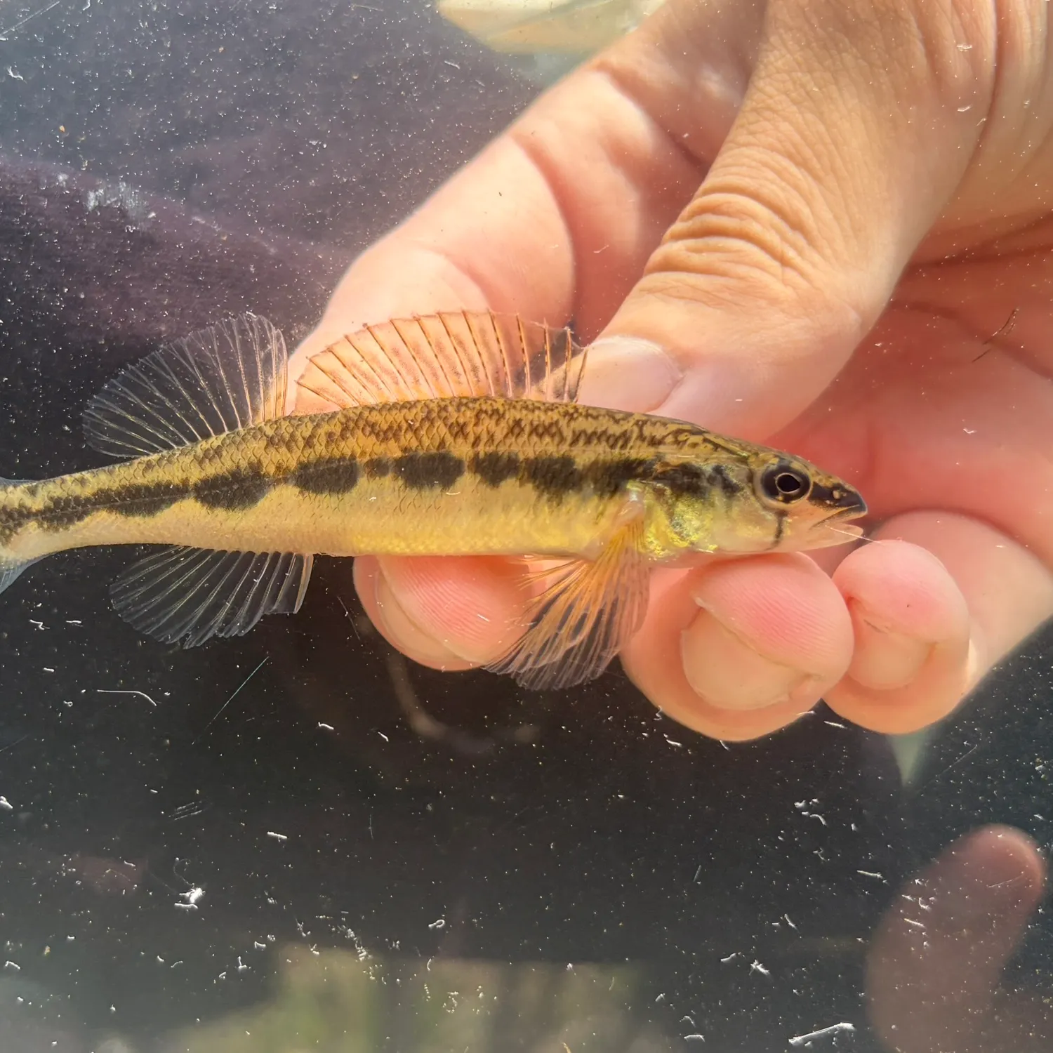 The most recent Blackside darter catches on Fishbrain