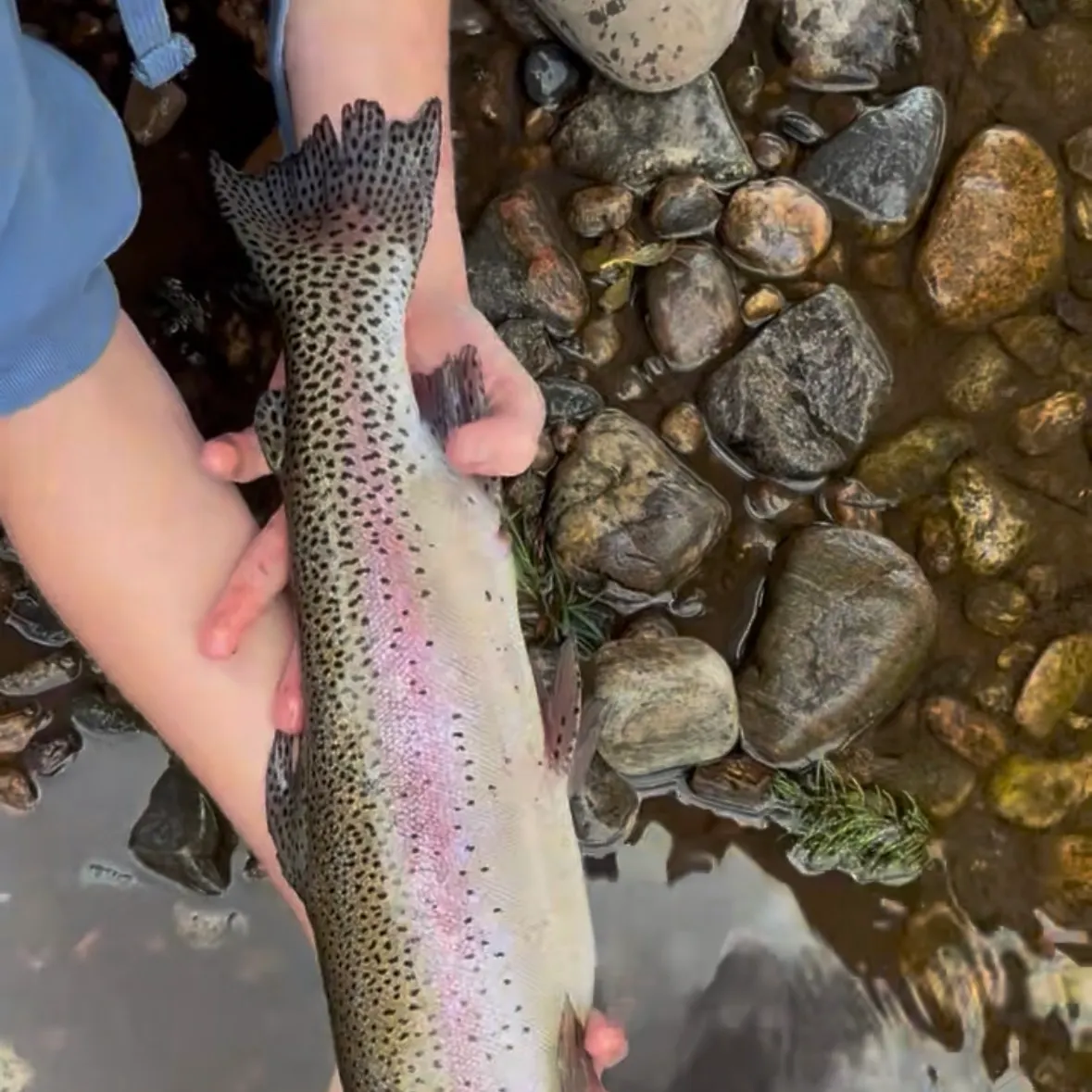Cutbow caught on Fishbrain