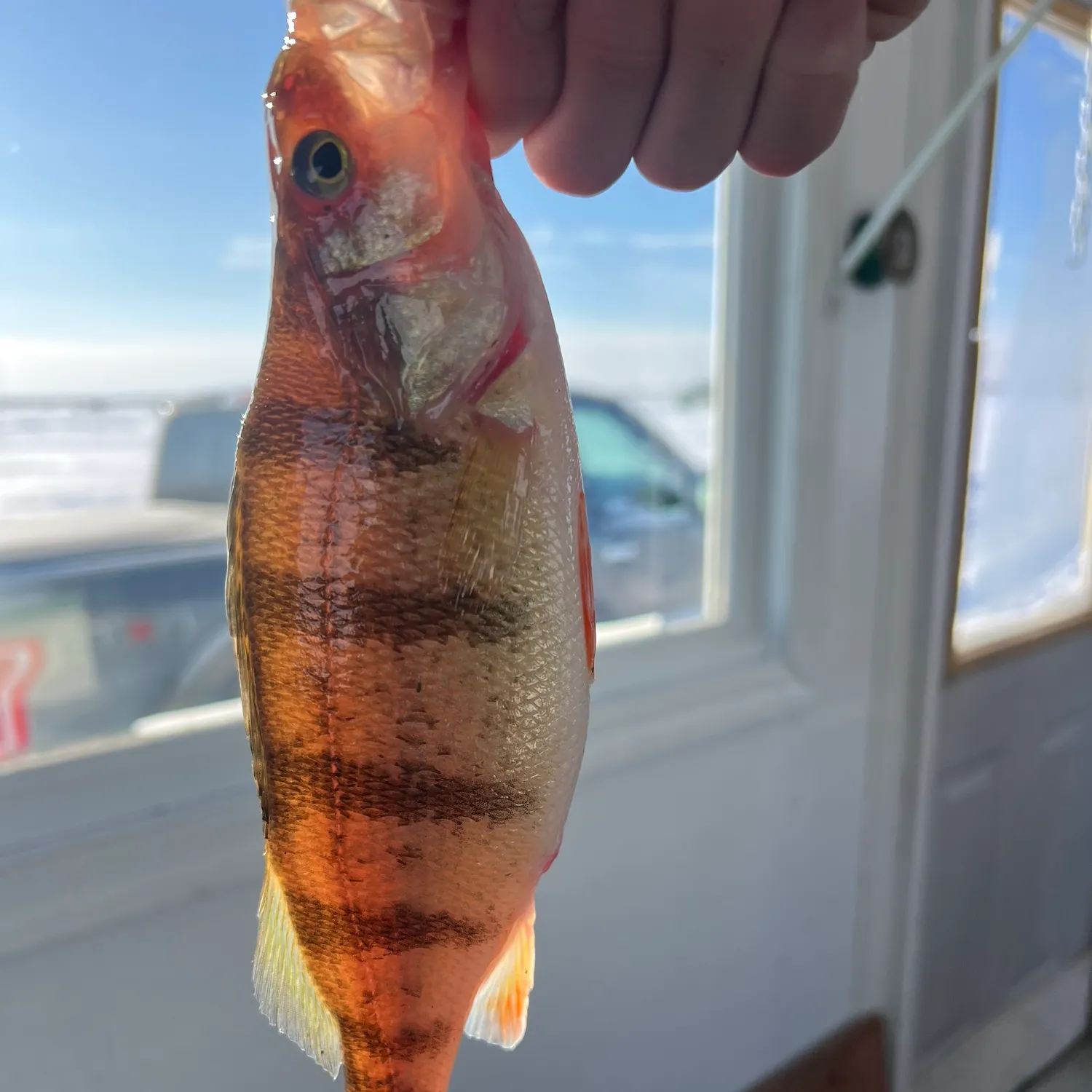 The most recent Yellow perch catches on Fishbrain