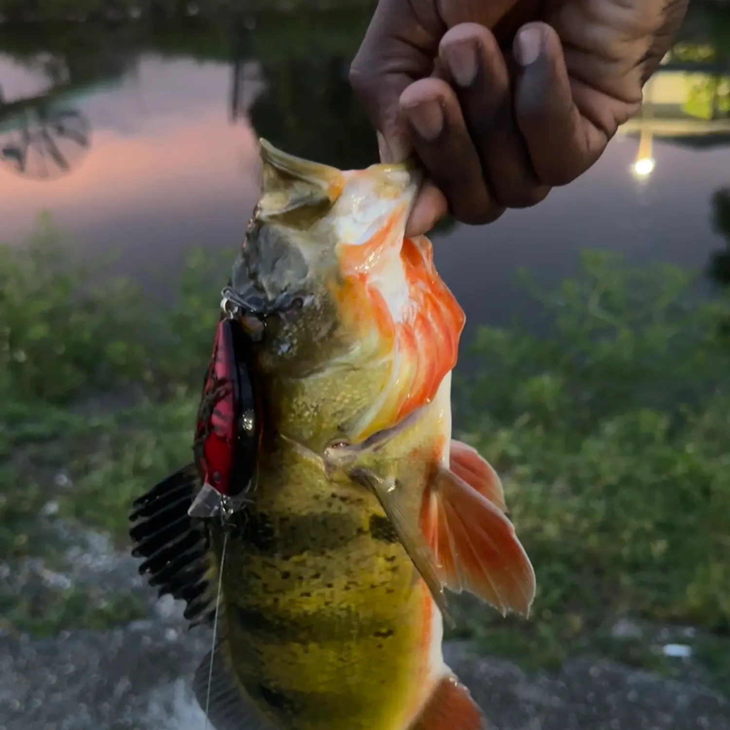 Butterfly peacock bass caught on Fishbrain