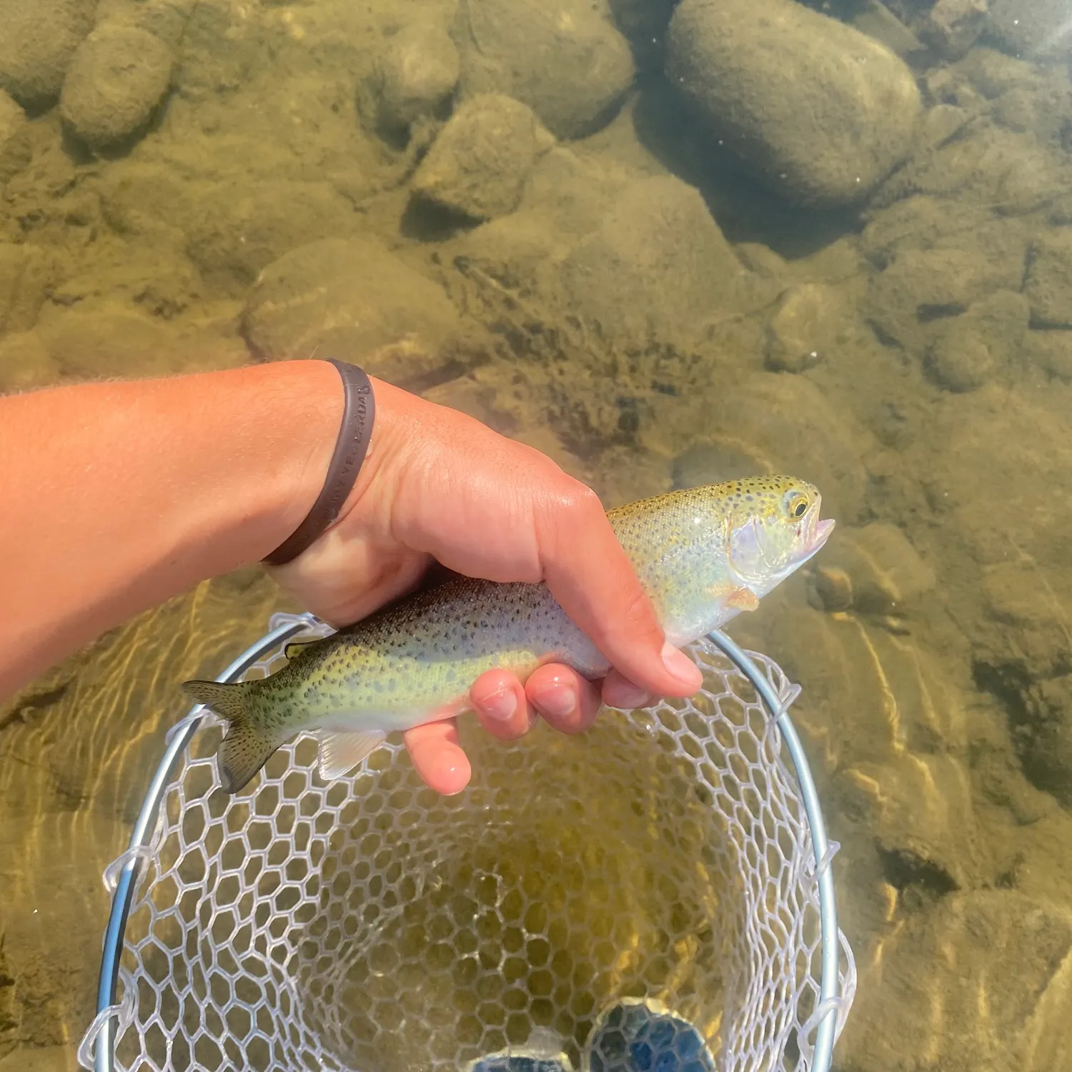 Cutbow caught on Fishbrain