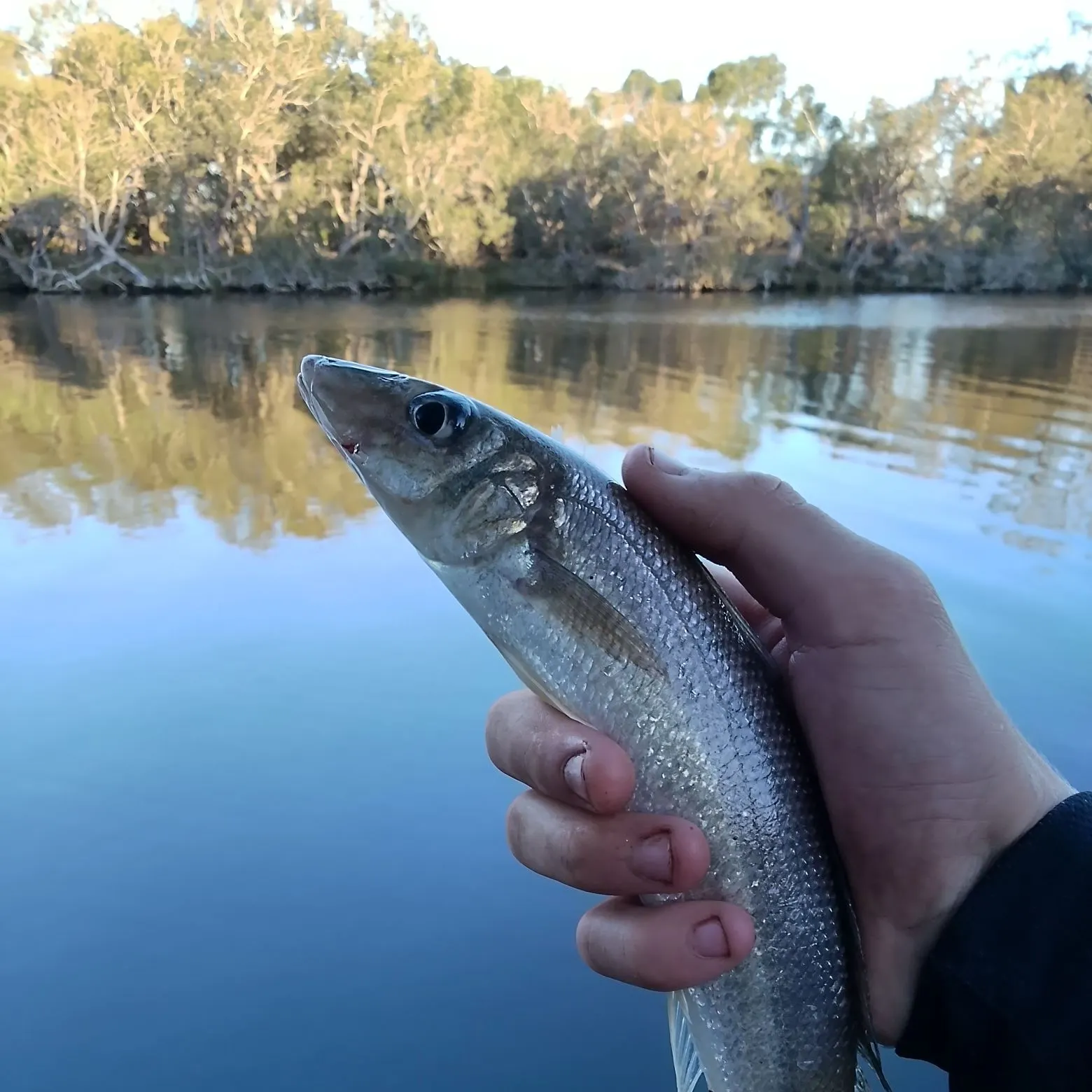 Sand sillago caught on Fishbrain