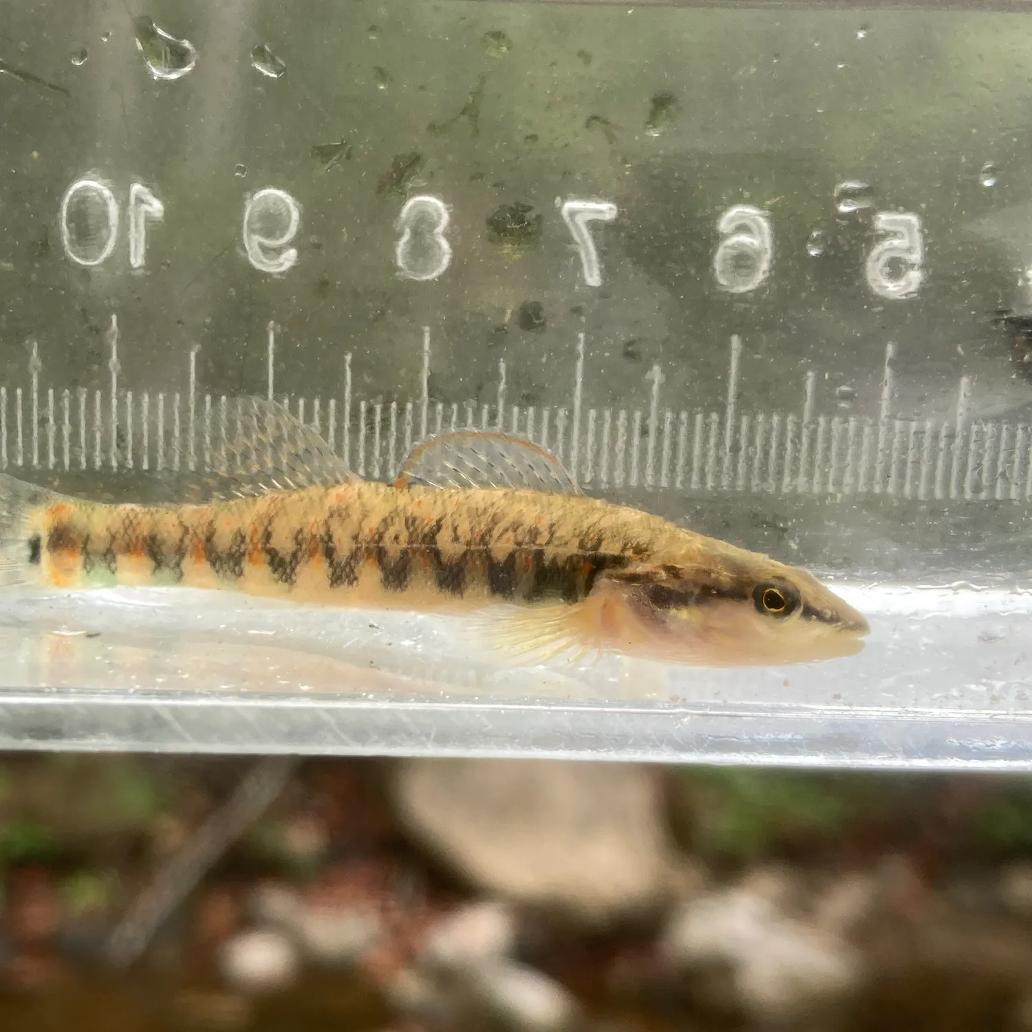 The most recent Longhead darter catches on Fishbrain