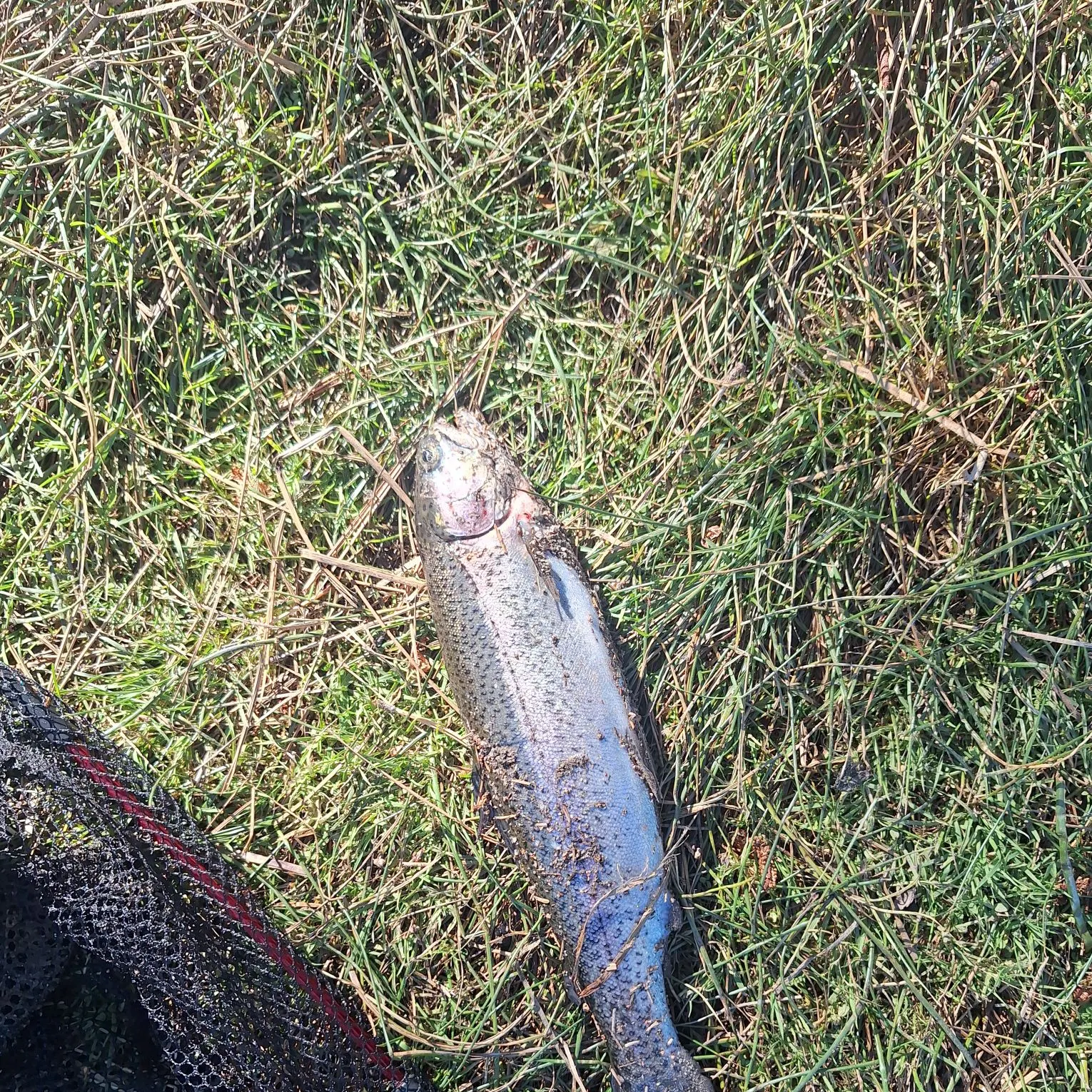 Rainbow trout caught on Fishbrain