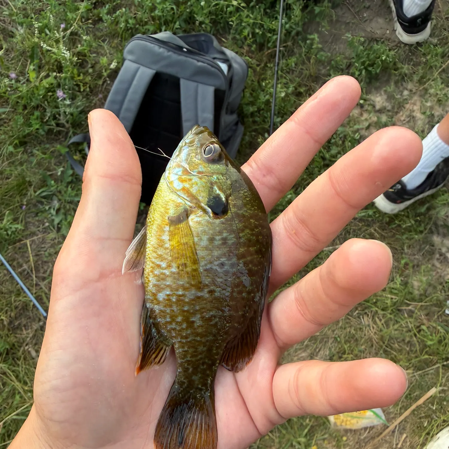 Greengill hybrid caught on Fishbrain