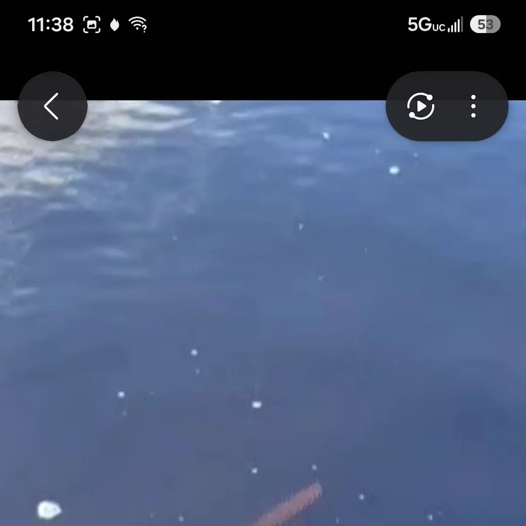 The most recent Smalltooth sawfish catches on Fishbrain