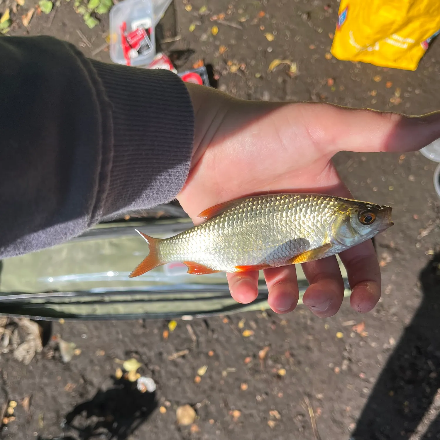 Common roach caught on Fishbrain