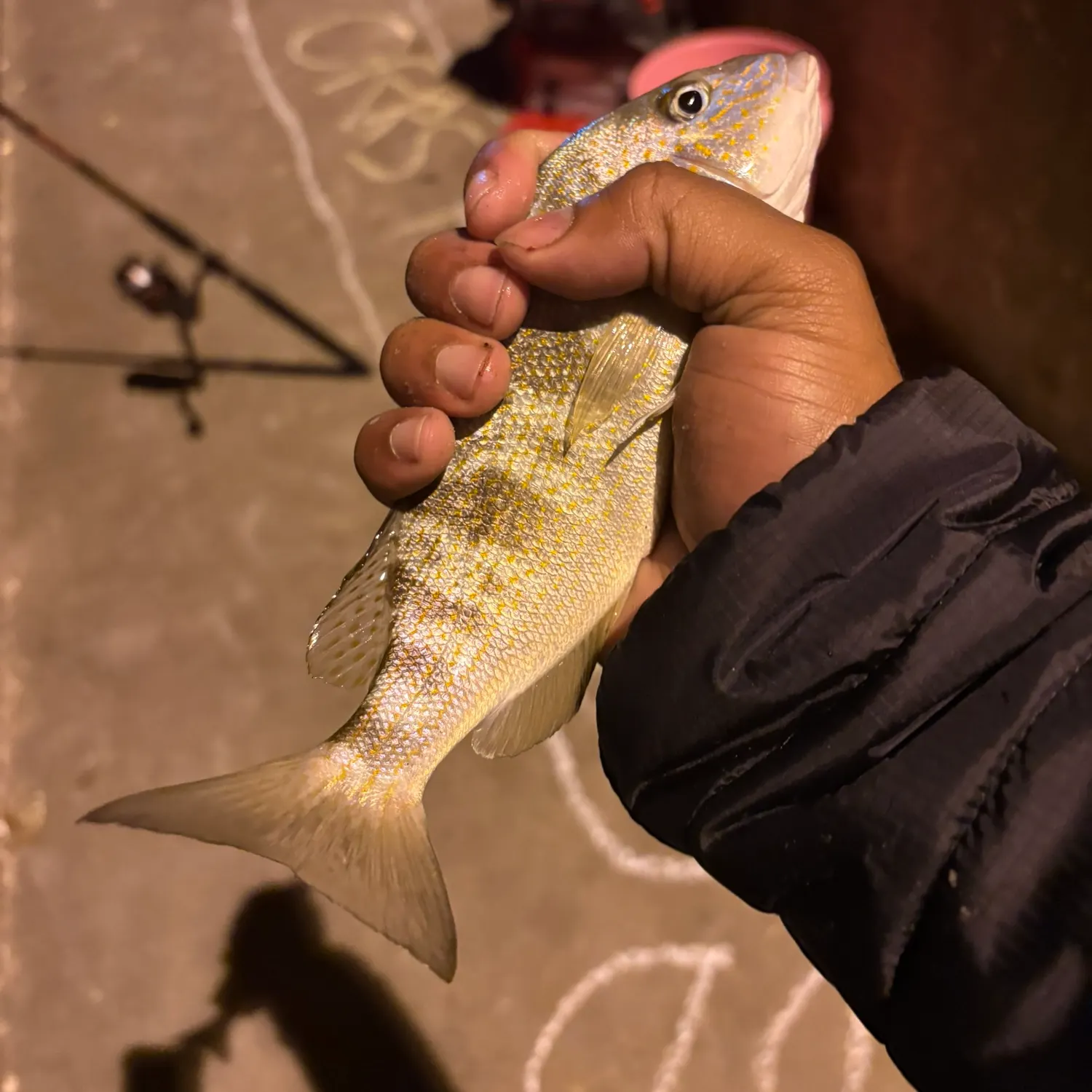 The most recent Pigfish catches on Fishbrain
