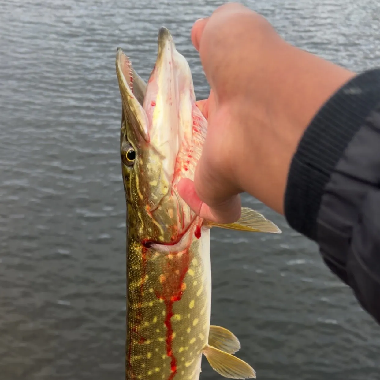 Northern pike caught on Fishbrain