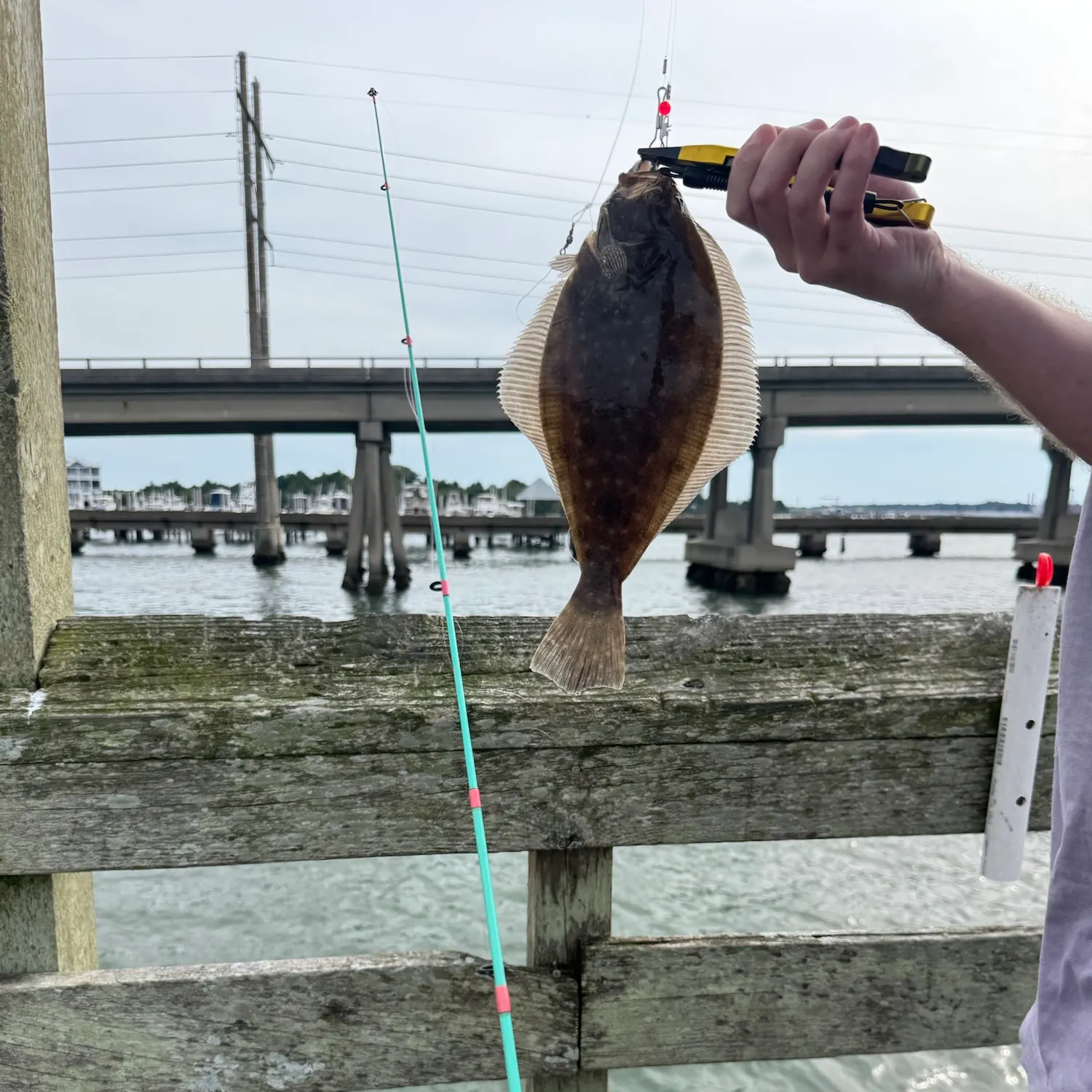 Summer flounder caught on Fishbrain
