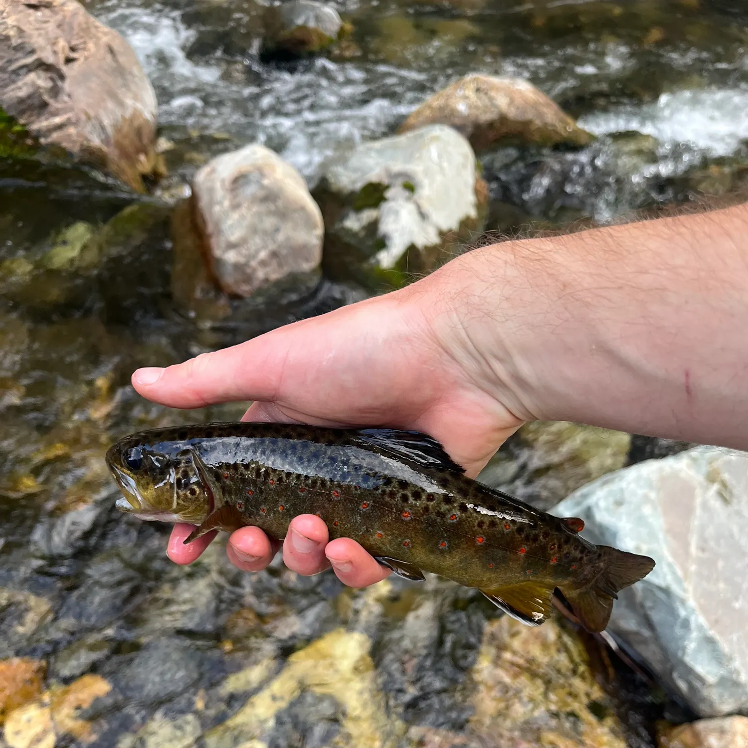 Brown trout caught on Fishbrain