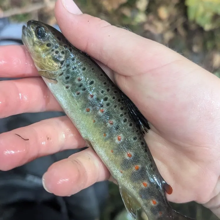 Brown trout caught on Fishbrain