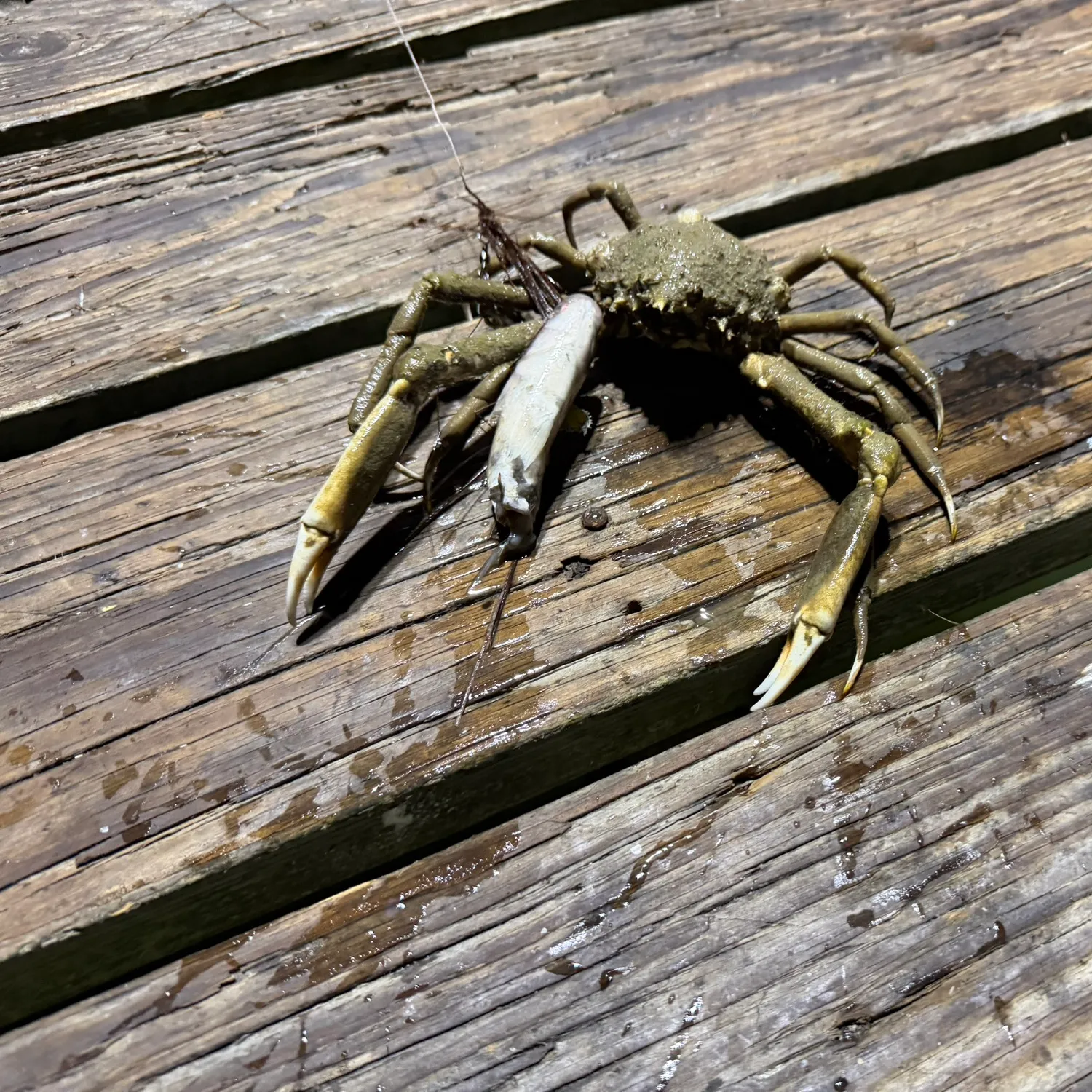 The most recent Portly spider crab catches on Fishbrain