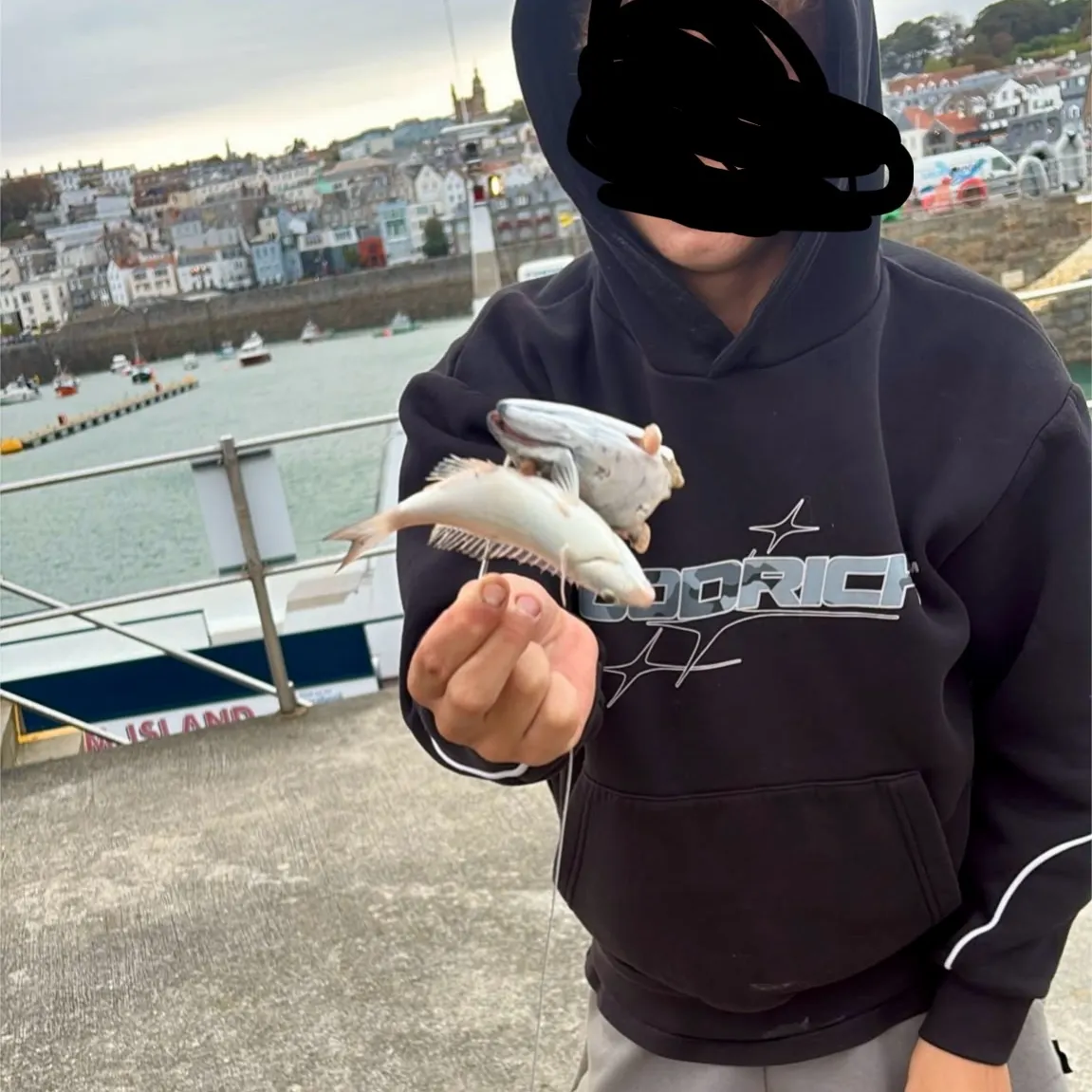 Black seabream caught on Fishbrain