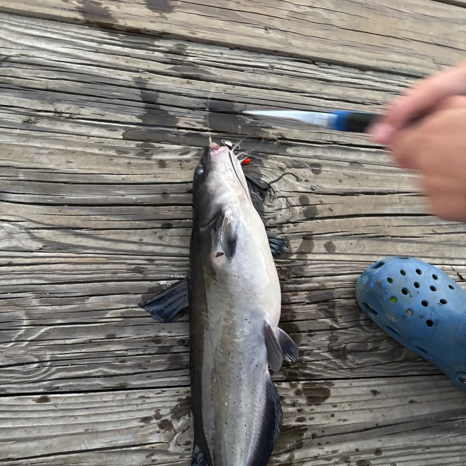 Channel catfish caught on Fishbrain